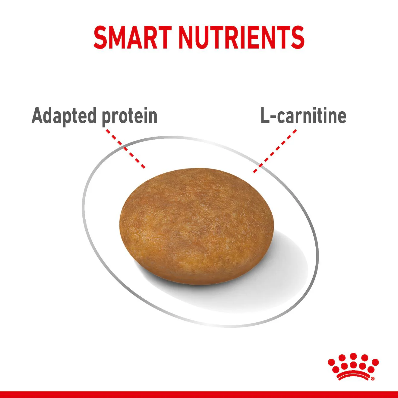 Royal Canin X-small Dry Dog Food - Image 3