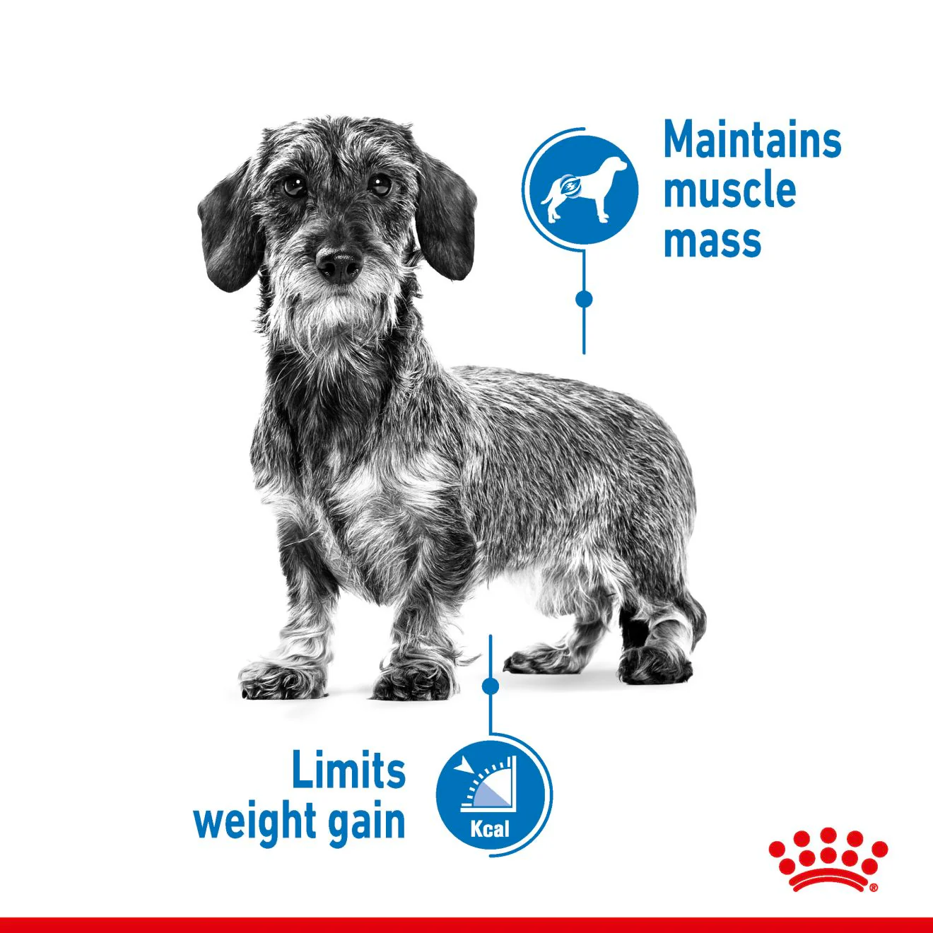 Royal Canin X-small Dry Dog Food - Image 7
