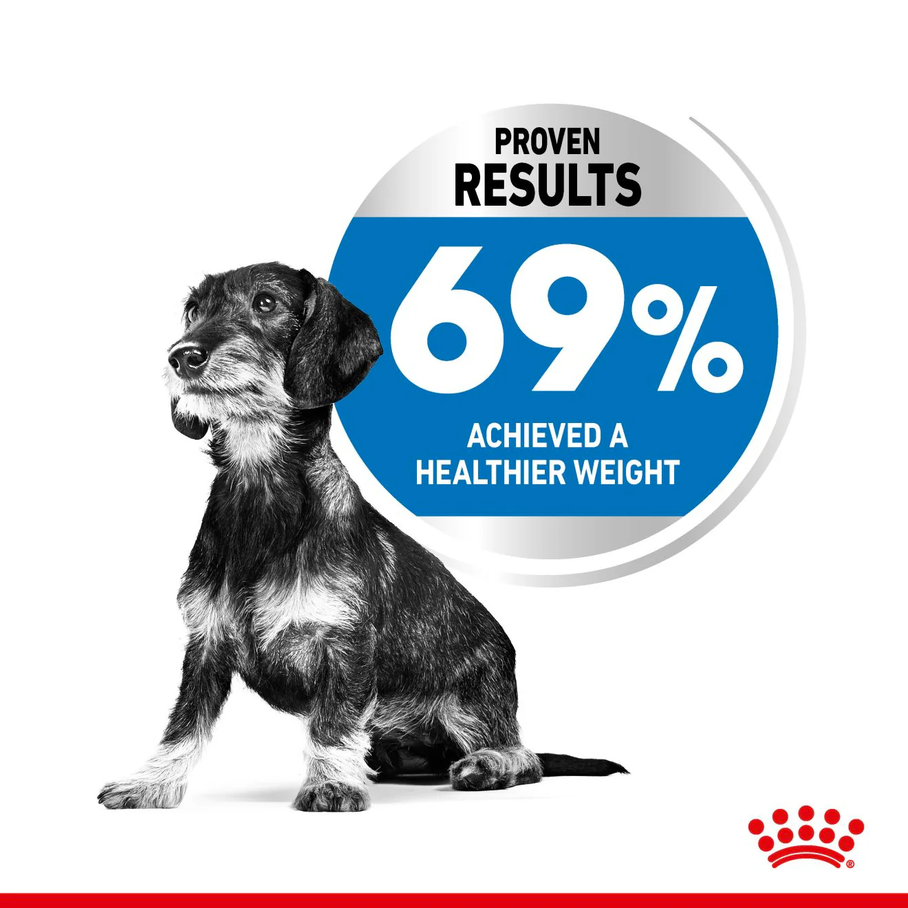 Royal Canin X-small Dry Dog Food - Image 8