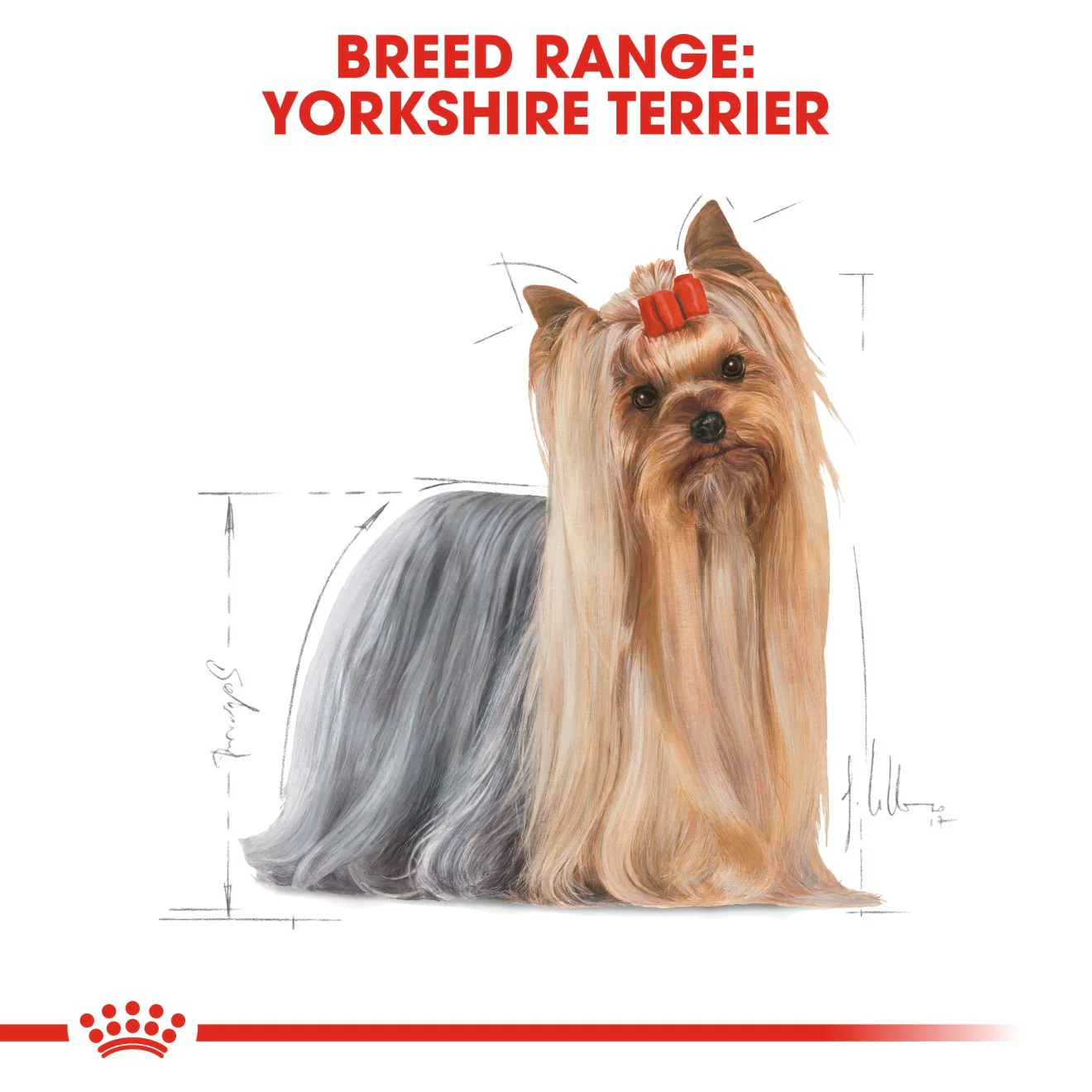 Royal Canin Yorkshire Terrier Adult Dry Dog Food - Image 3