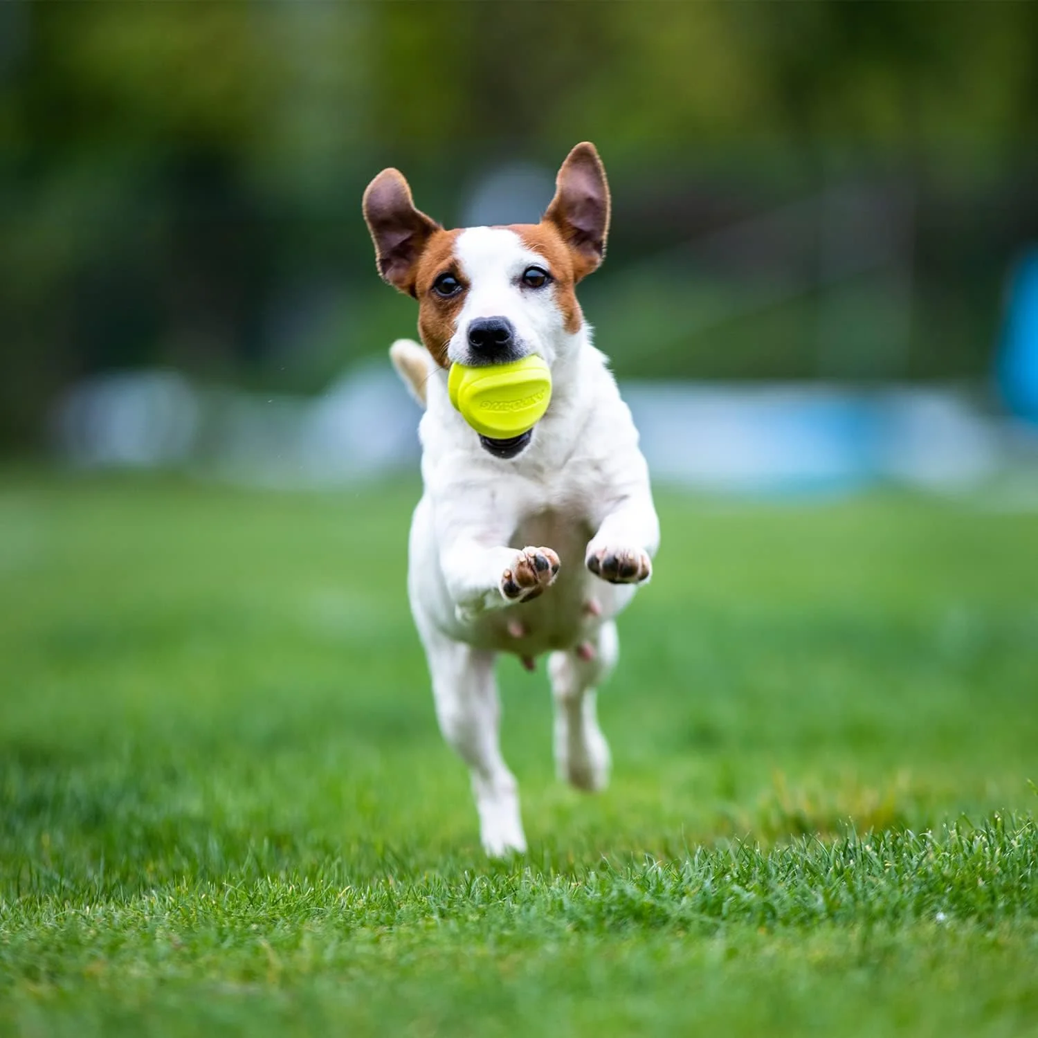 Skipdawg Agility Ball for Dogs 2 Pack - Image 3