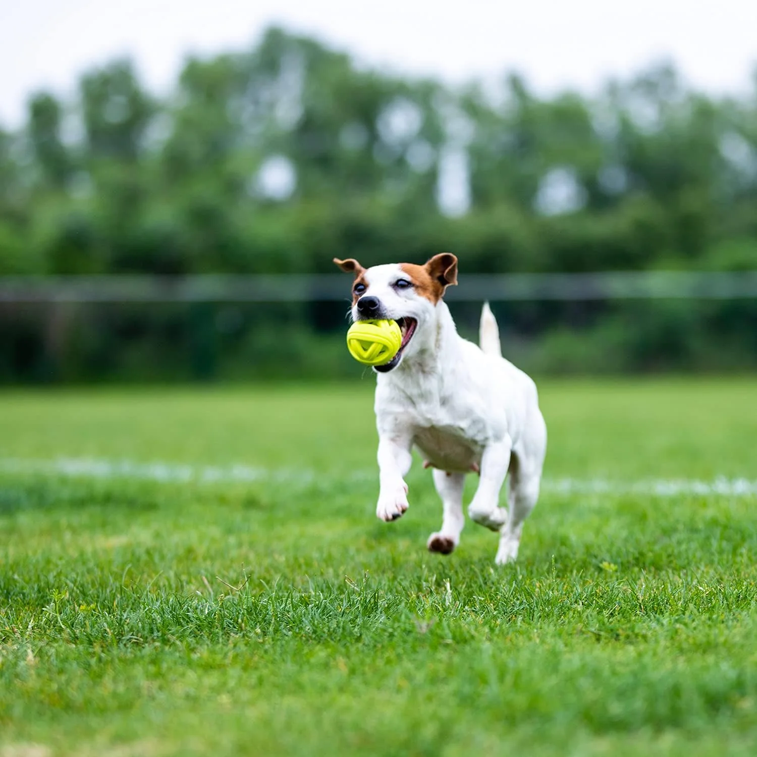 Skipdawg Breezy Ball for Dogs 2 Pack - Image 3