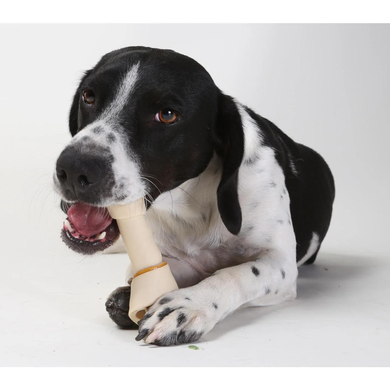 SmartBones Chicken Large Bone Dog Treat Pack of 1 - Image 2