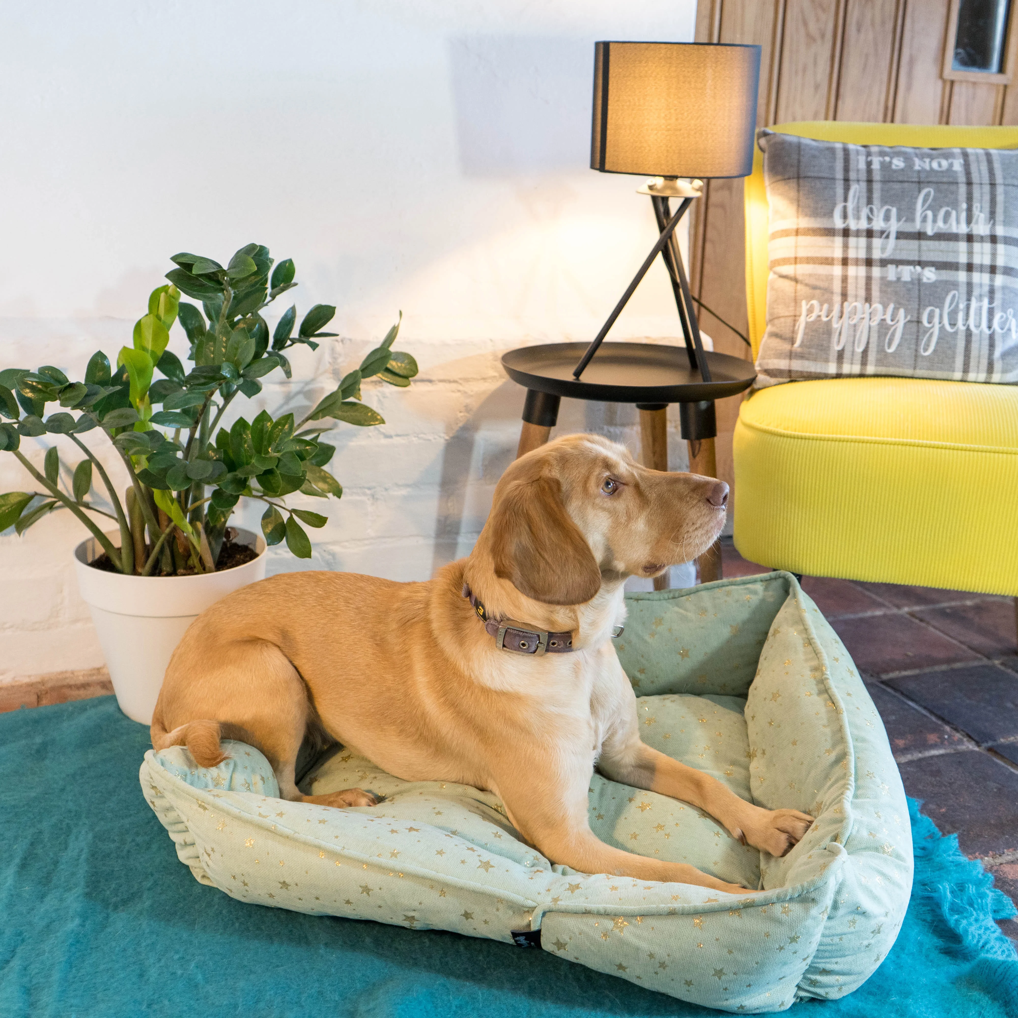 Starry Nights Star Sofa Dog Bed - Mint - Image 6