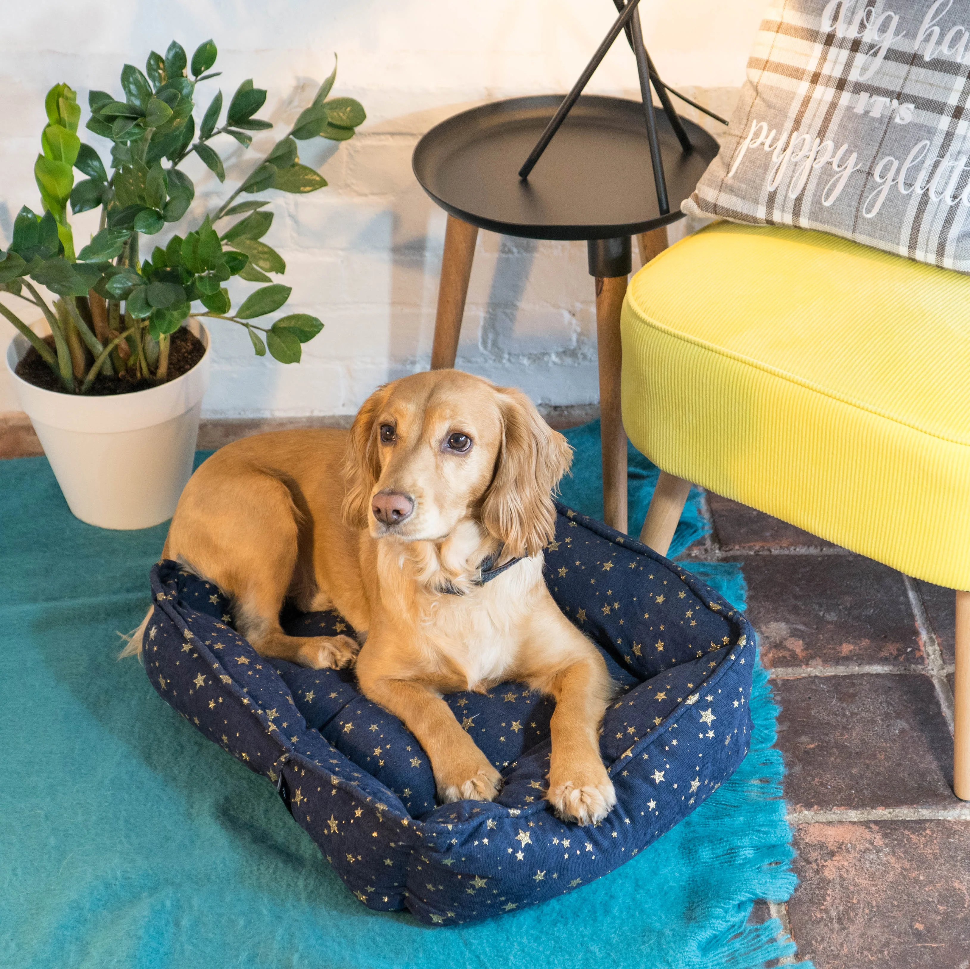 Starry Nights Star Sofa Dog Bed - Navy - Image 3