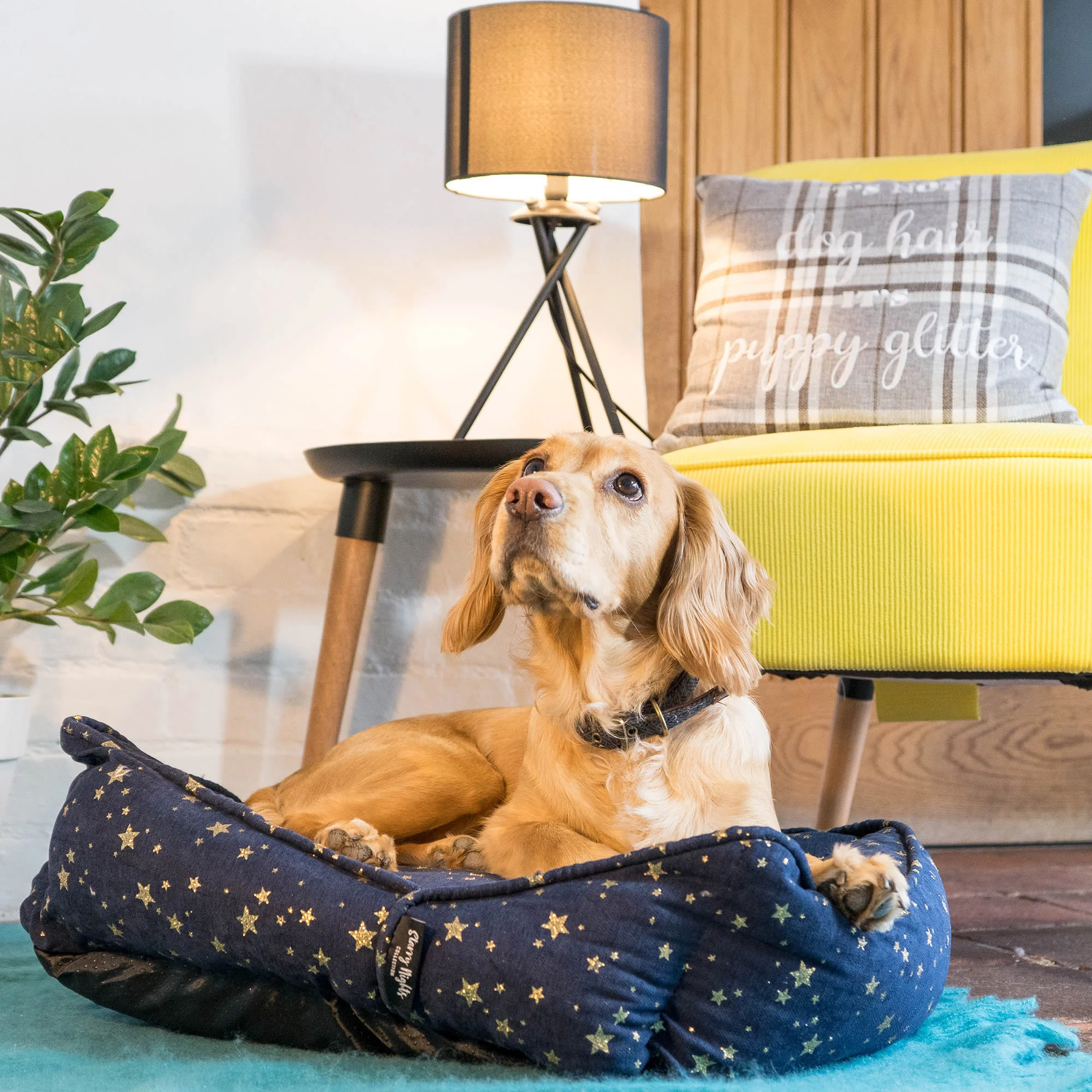 Starry Nights Star Sofa Dog Bed - Navy - Image 4