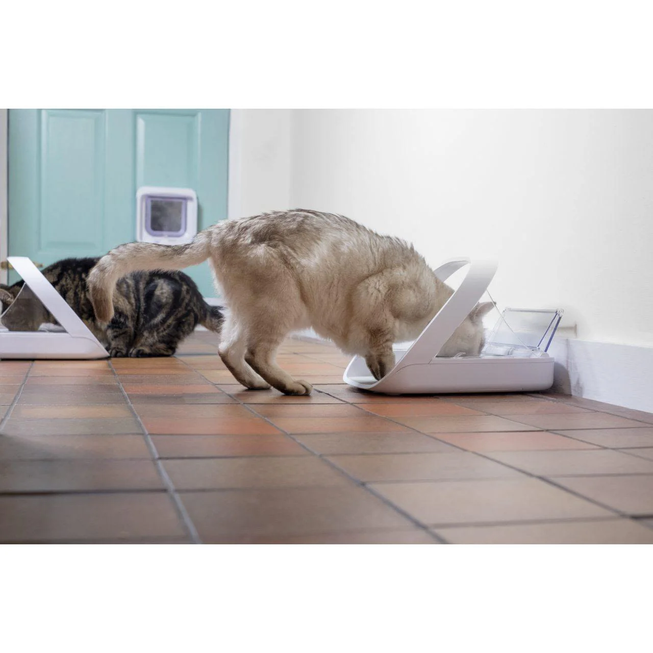 SureFeed Connect Microchip Pet Feeder - Image 12