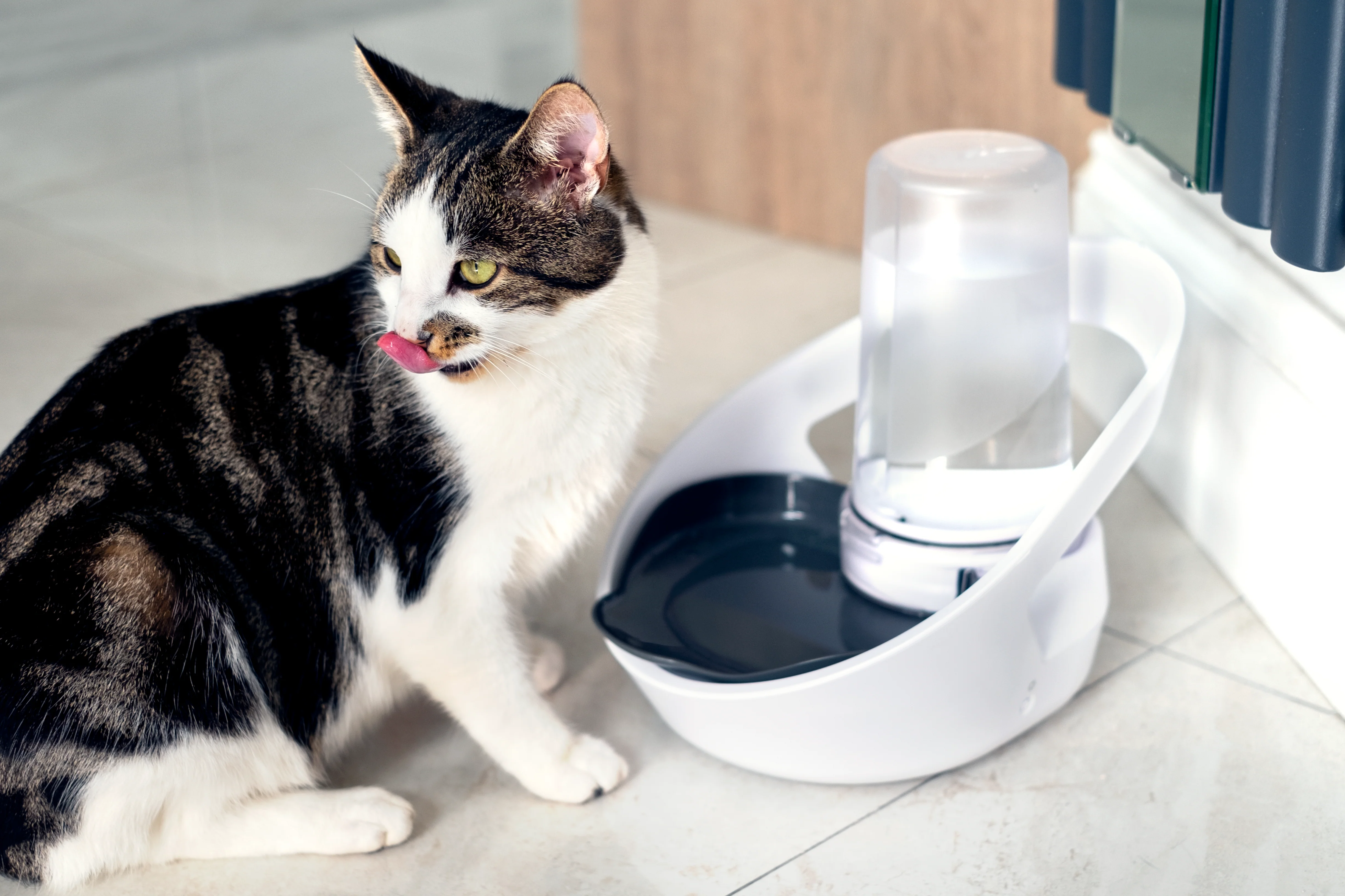 SurePet Felaqua Connect Pet Water Bowl - Image 2