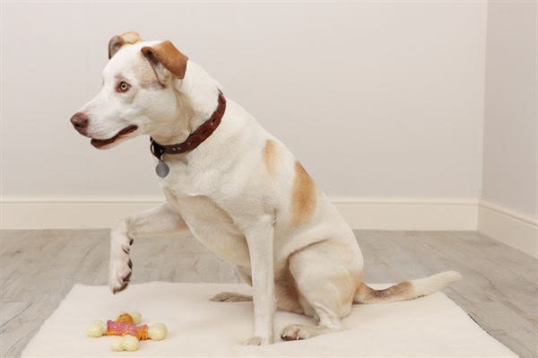 The Chew Factory Bacon & Maple Nylon Cross Dog Toy - Image 4