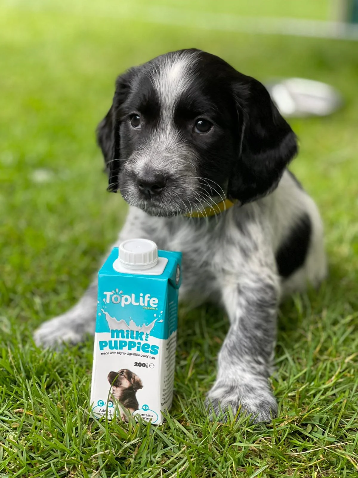 Toplife Formula Goats Milk for Puppy - Image 2