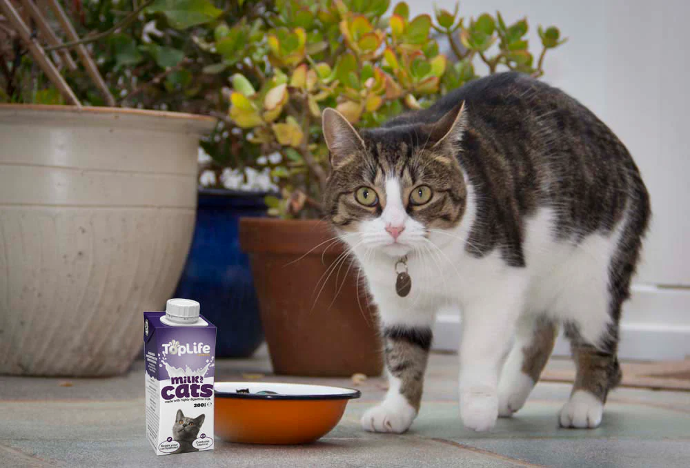 Toplife Formula Low Lactose Cows Milk for Cat - Image 2