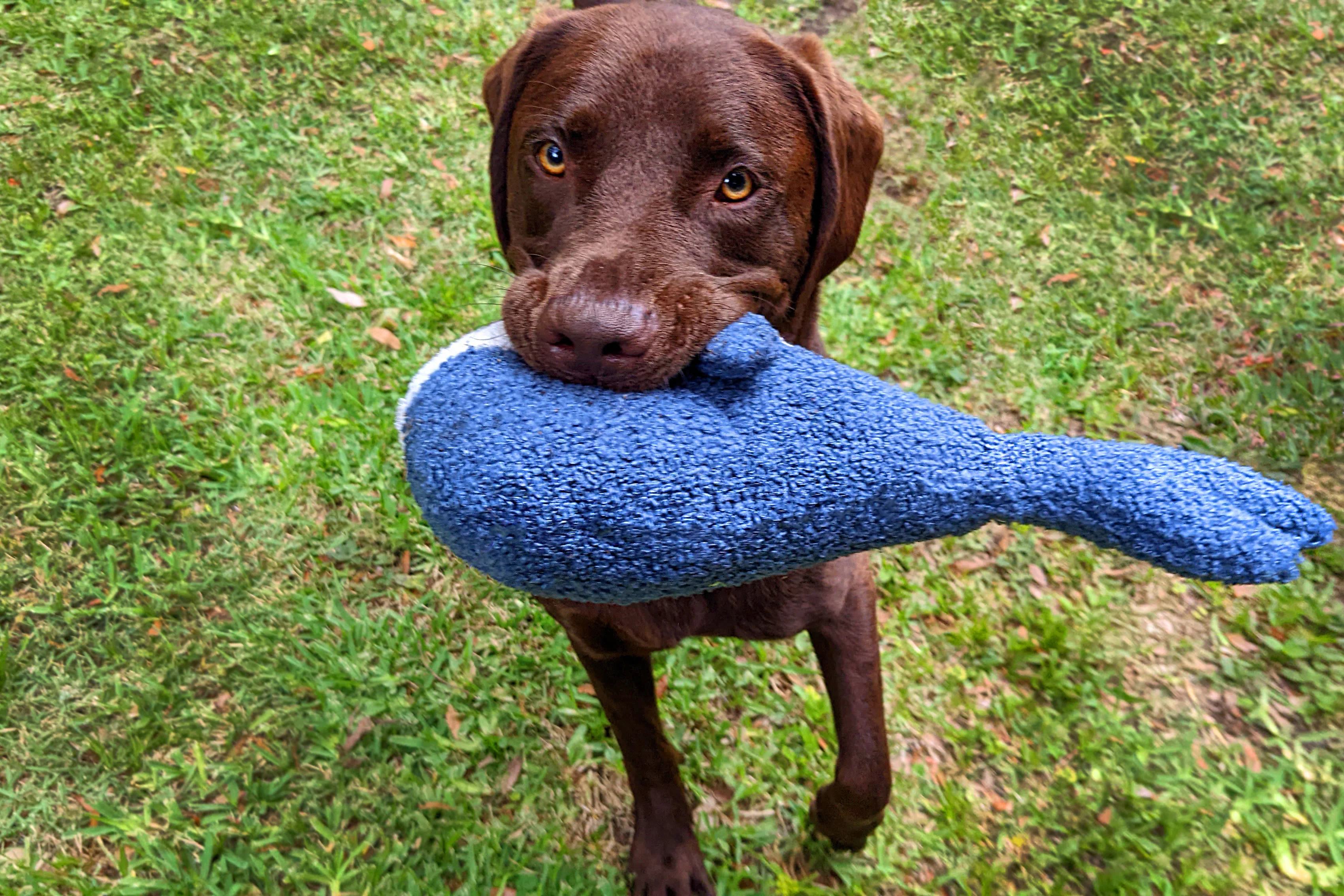 Tufflove Whale Squeaker Dog Toy - Image 2