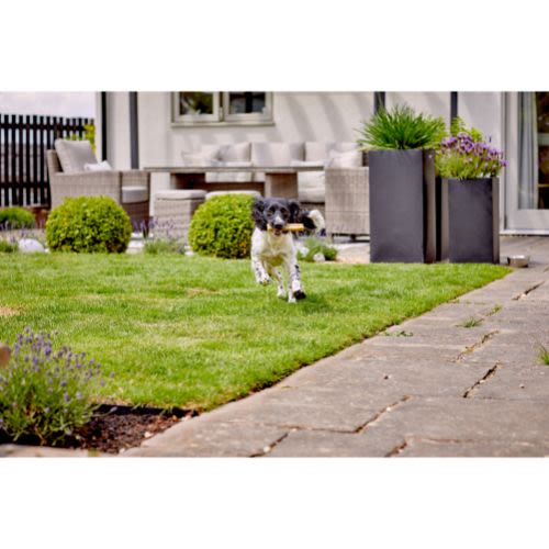 Yakers Adult Dog Chew Treats - Mint - Image 3
