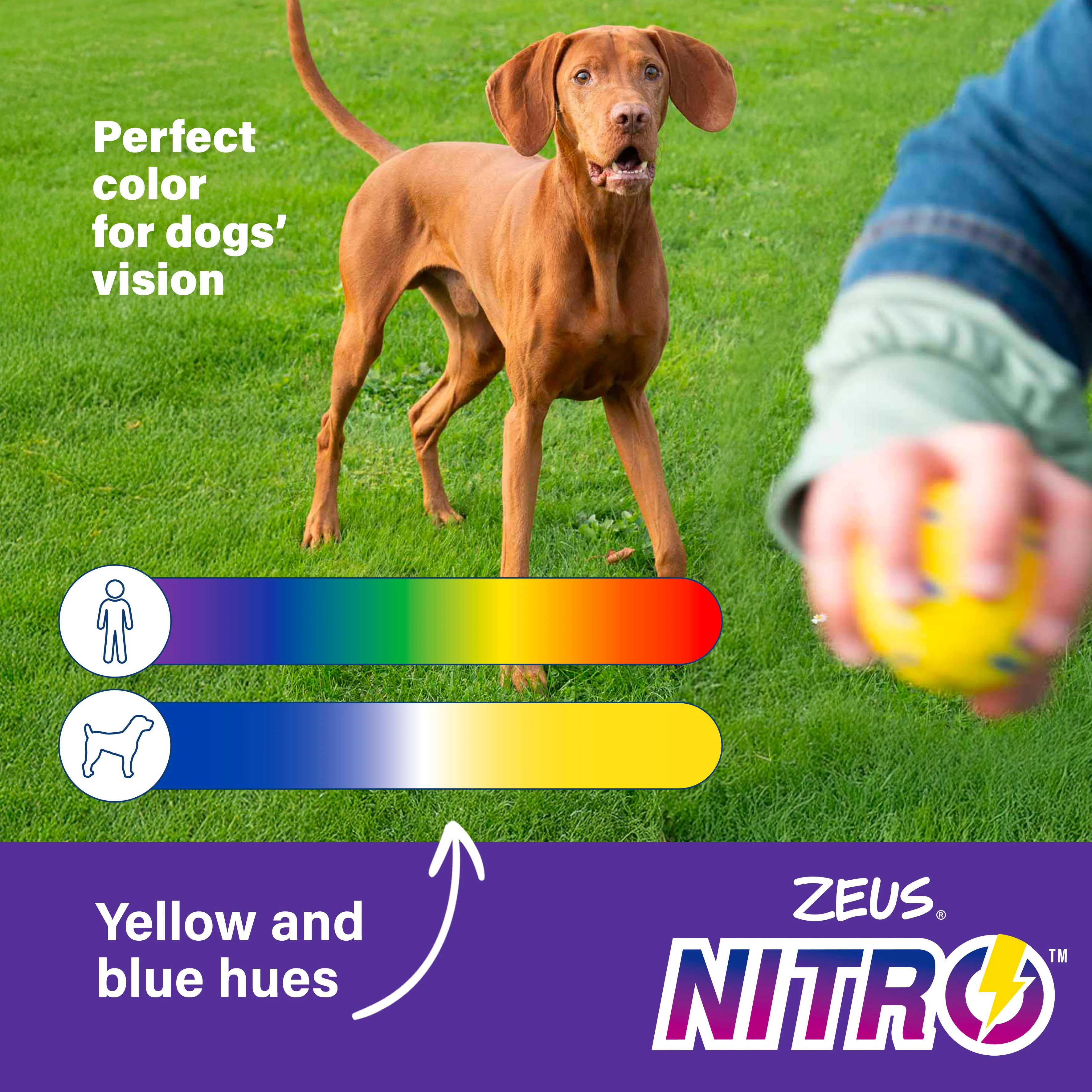 Zeus Nitro Flying Disc Dog Toy - Image 8