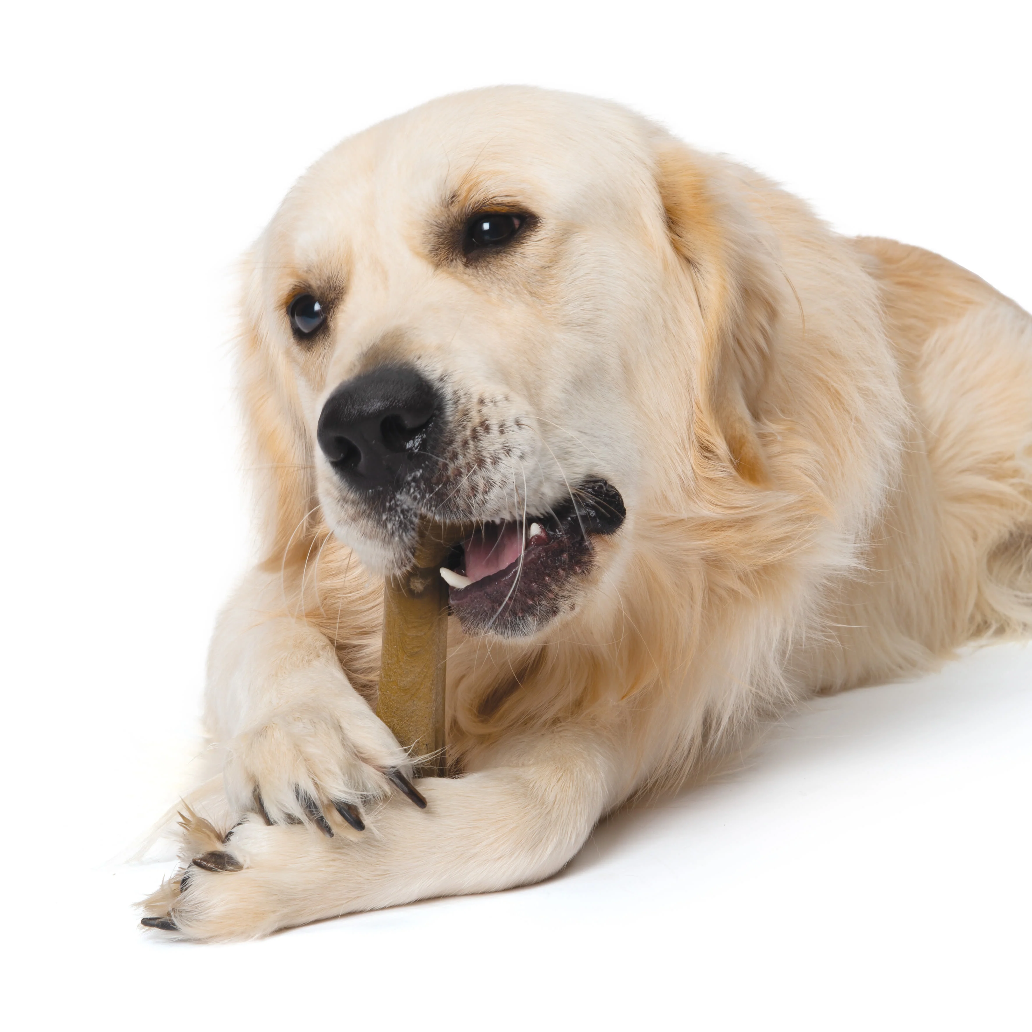 Zeus Nosh Flexible Chew Bone Chicken Flavour Dog Chew Toy - Image 2