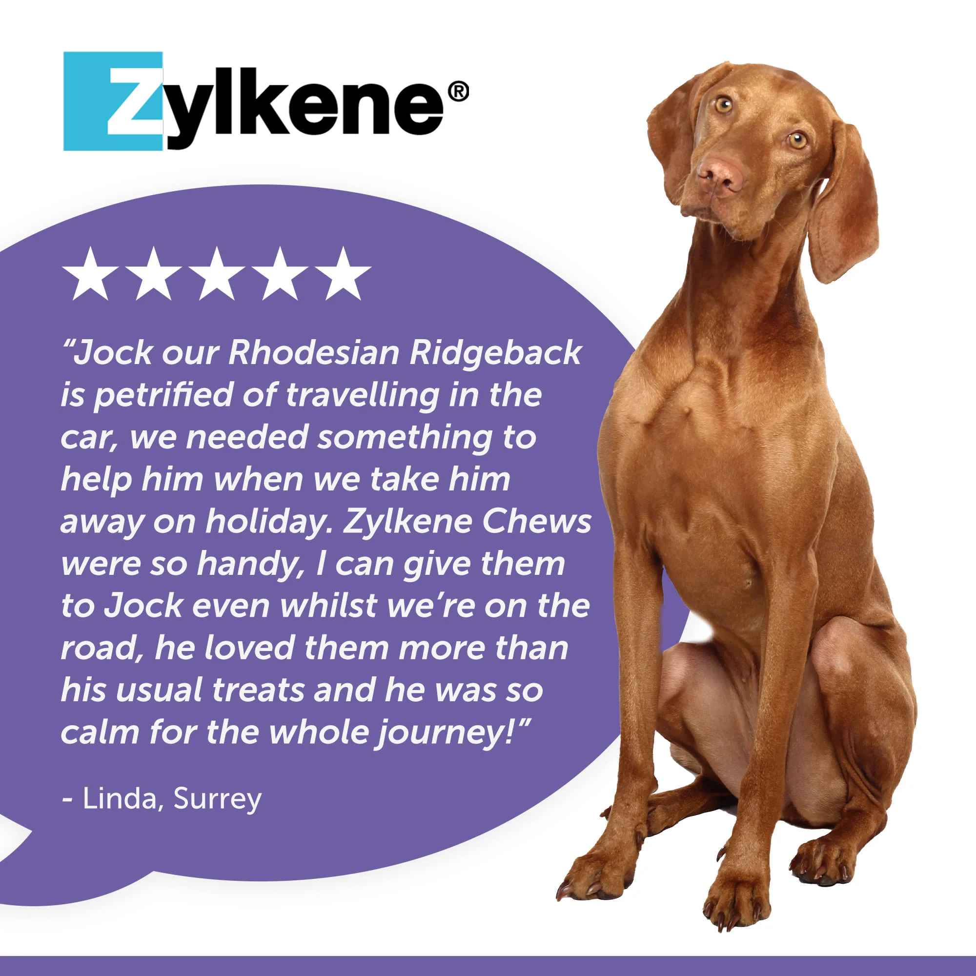 Zylkene 450mg Calming Dog Chews - 14 Chews Large 15Kg - 60Kg - Image 7