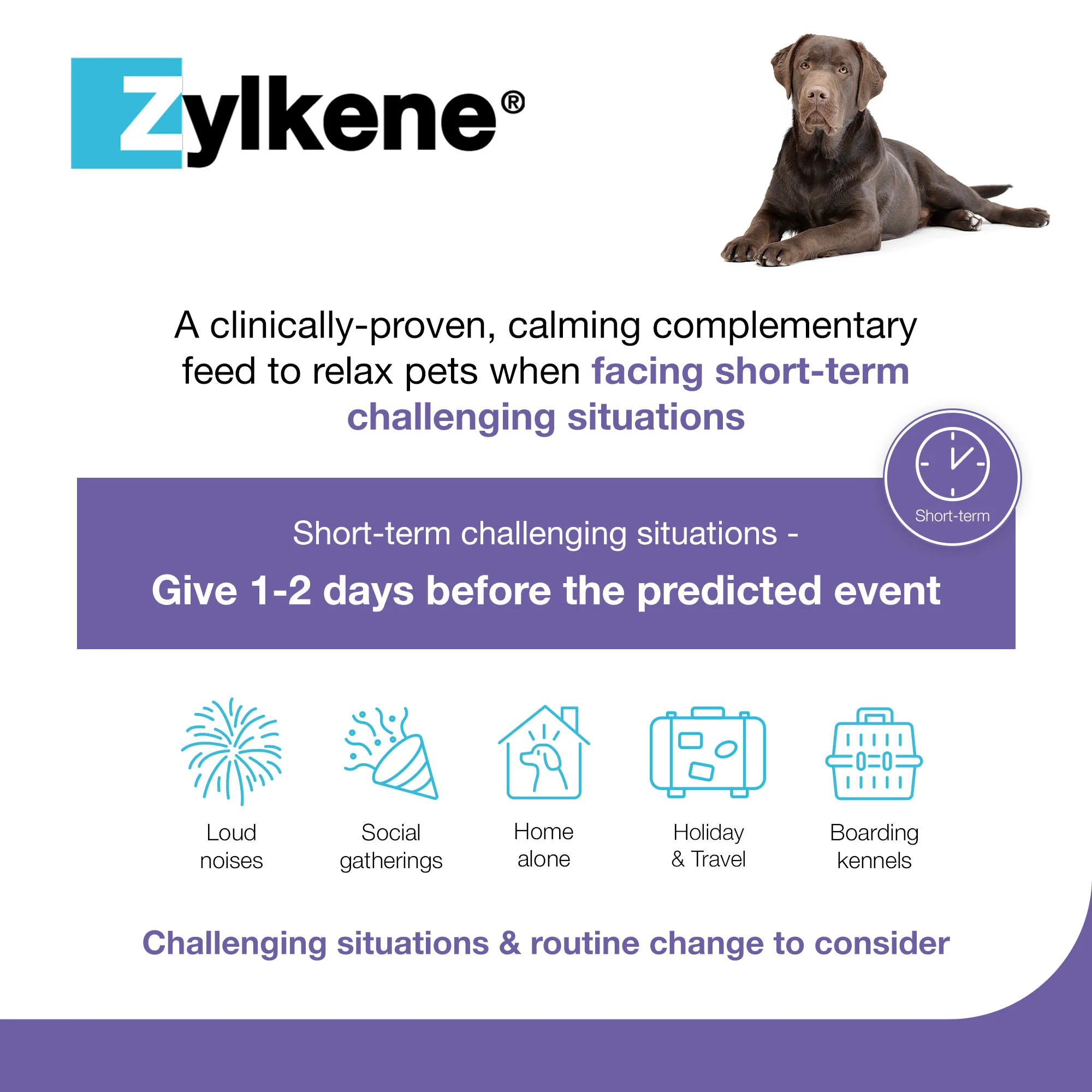 Zylkene Calming Supplement for Dogs - 30-60kg - 20 Capsules - Image 4