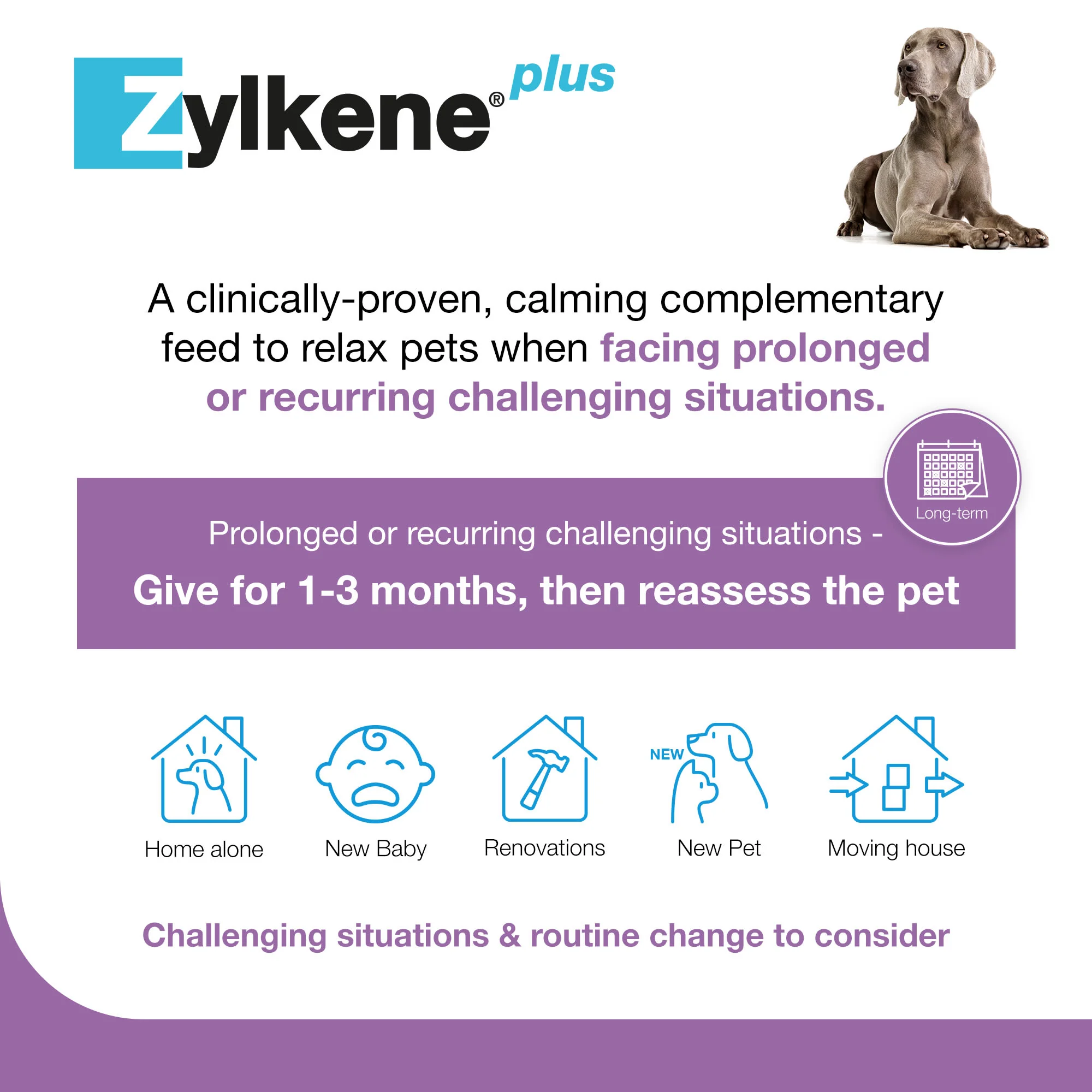 Zylkene Plus Calming Supplement for Cats and Dogs - 30 Pack - Image 20