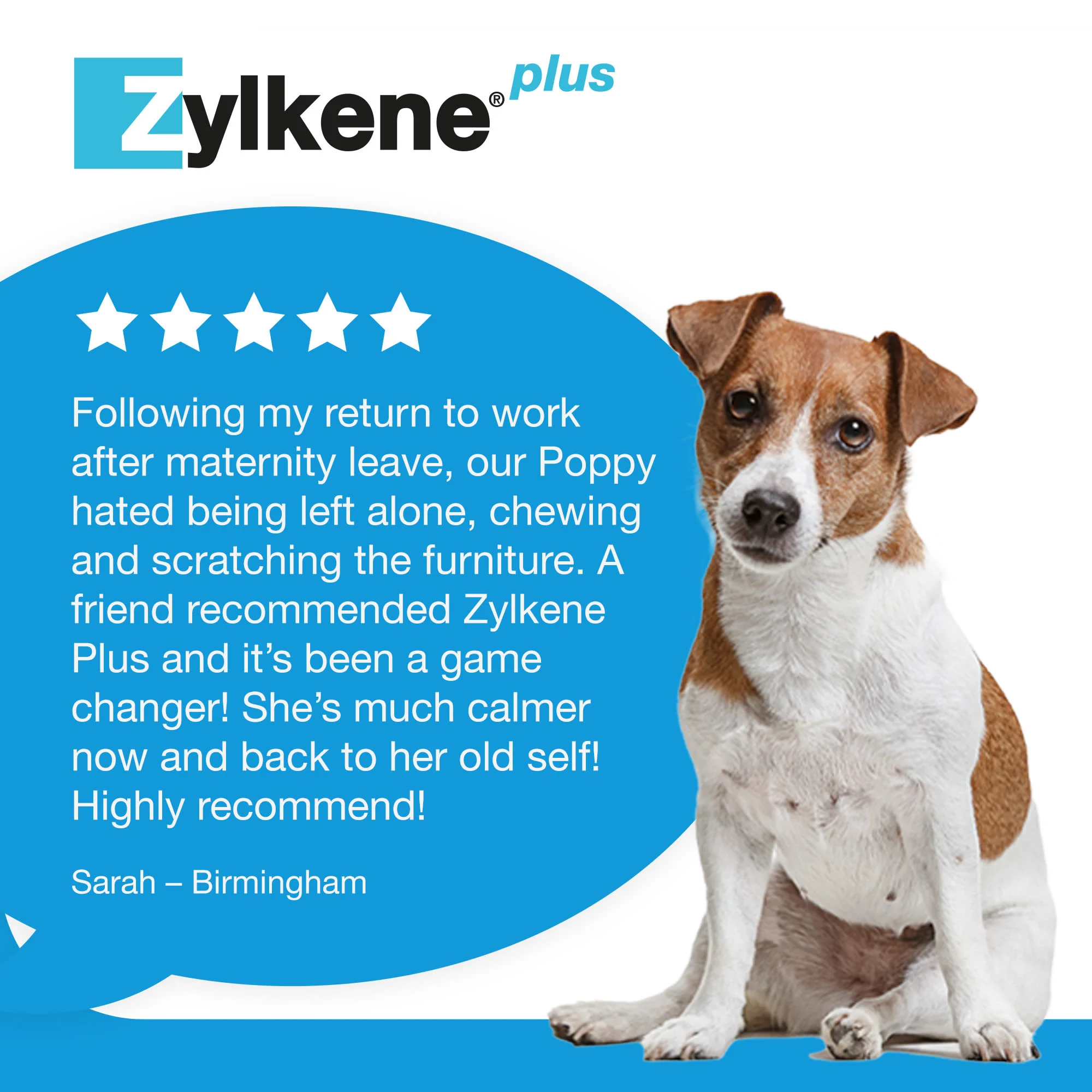 Zylkene Plus Calming Supplement for Cats and Dogs - 30 Pack - Image 21