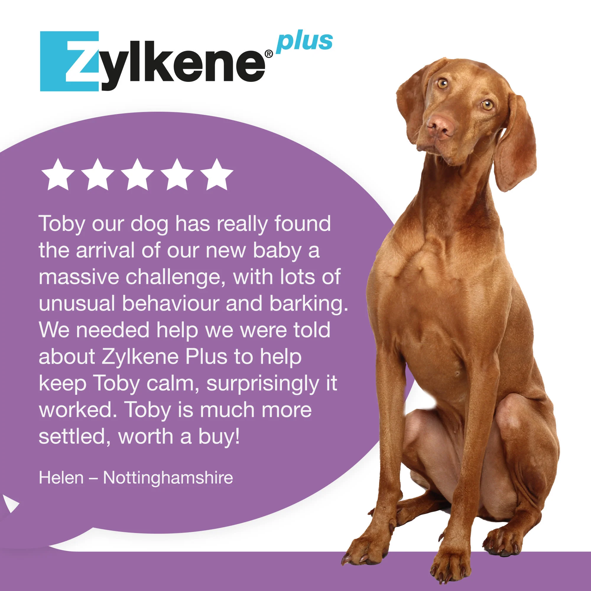 Zylkene Plus Calming Supplement for Cats and Dogs - 30 Pack - Image 23